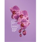 Pantone svela sarà il colore del 2014: Radiant orchid